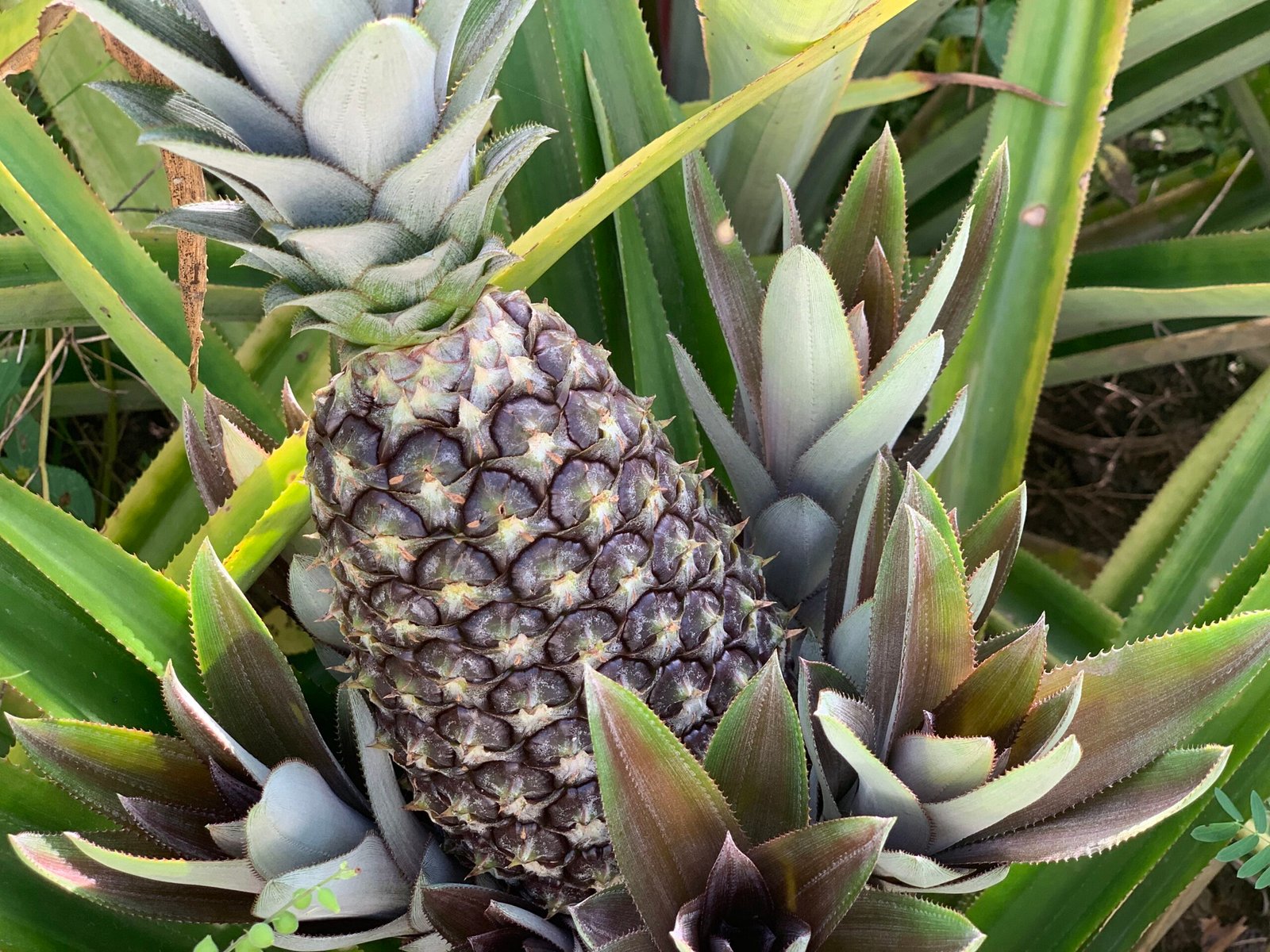 pineapple blaxtar.net